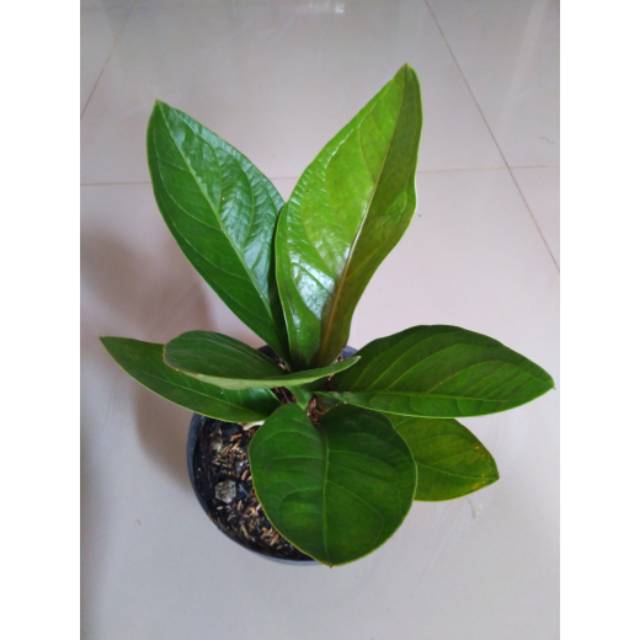 Anthurium Jemani Jaguar hijau