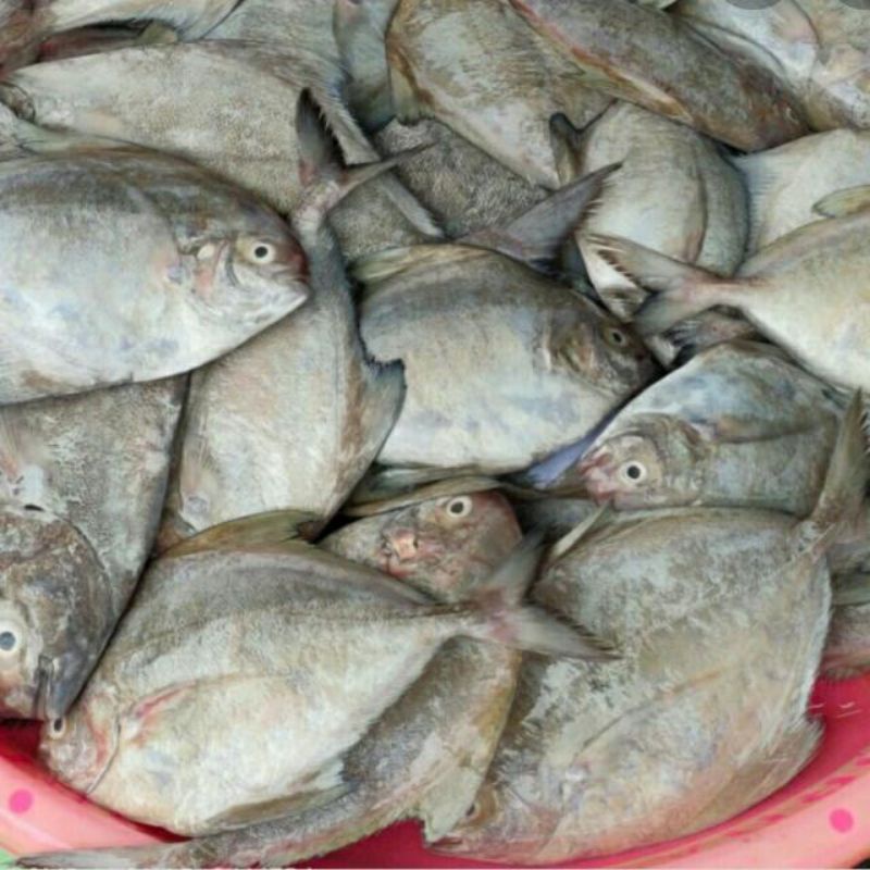

IKAN DORANG 1KG 80