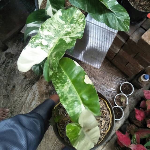 Tanaman Hias Philodendron brekele varigata - Tanaman philo varigata brekele