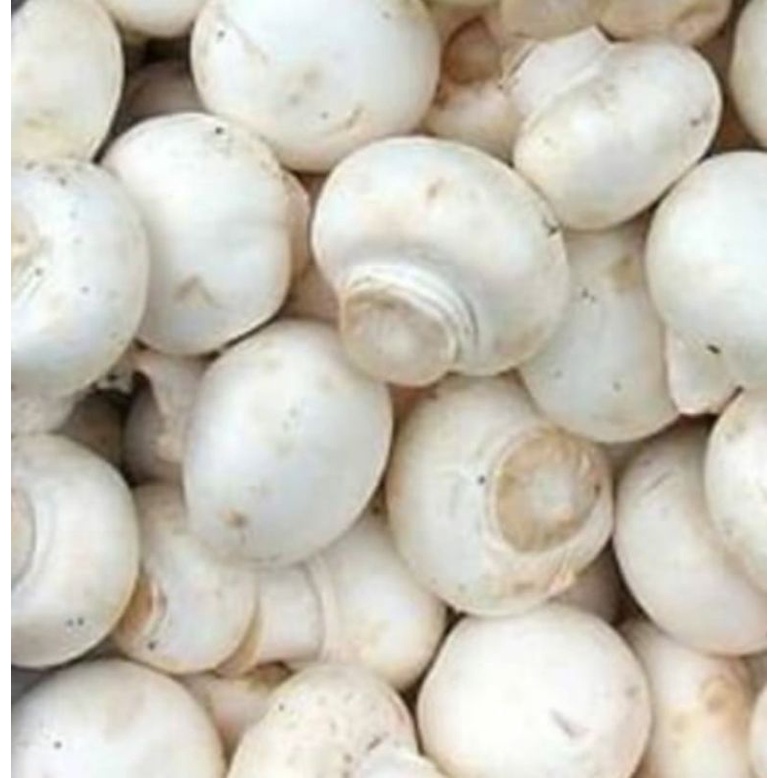 jamur champignon fresh /jamur kancing 500gr