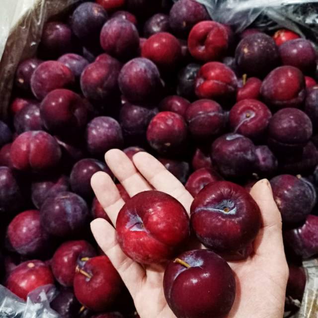 

Buah Plum Ready