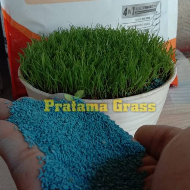 Rumput jepang - Benih rumput Jepang - bibit rumput jepang - rumput taman