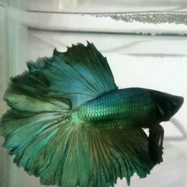 2.2 FLASH SALE HIASAN AQUARIUM BETTA FISH MURAH IKAN CUPANG MALE HALFMOON HIJAU SOLID