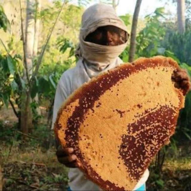 

Madu murni hutan Sumbawa GRADE SUPER/ 100% NATURAL RAW HONEY/ MADU ASLI/ MADU MURNI PURE