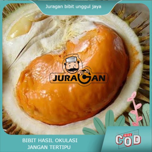 bibit durian tembaga super