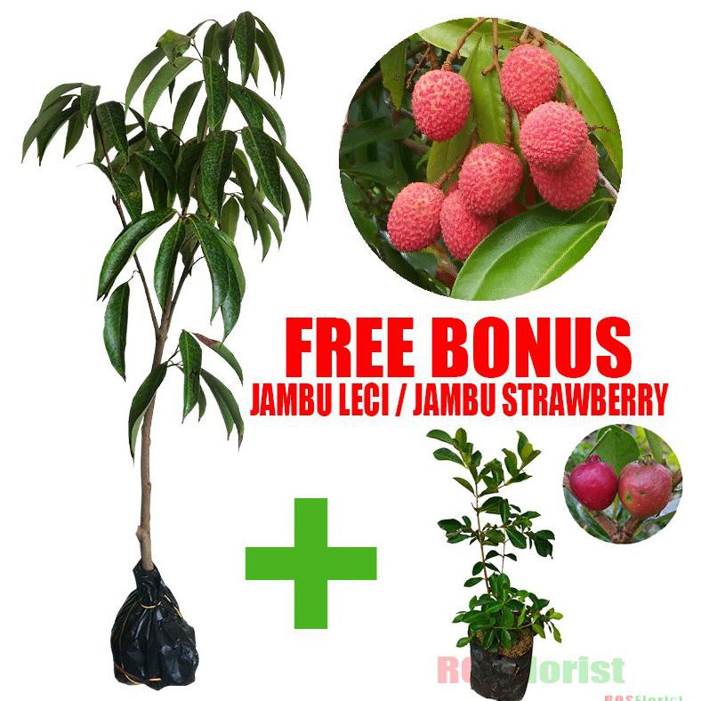 Oke Tanaman Buah Leci Merah / Lychee Merah
