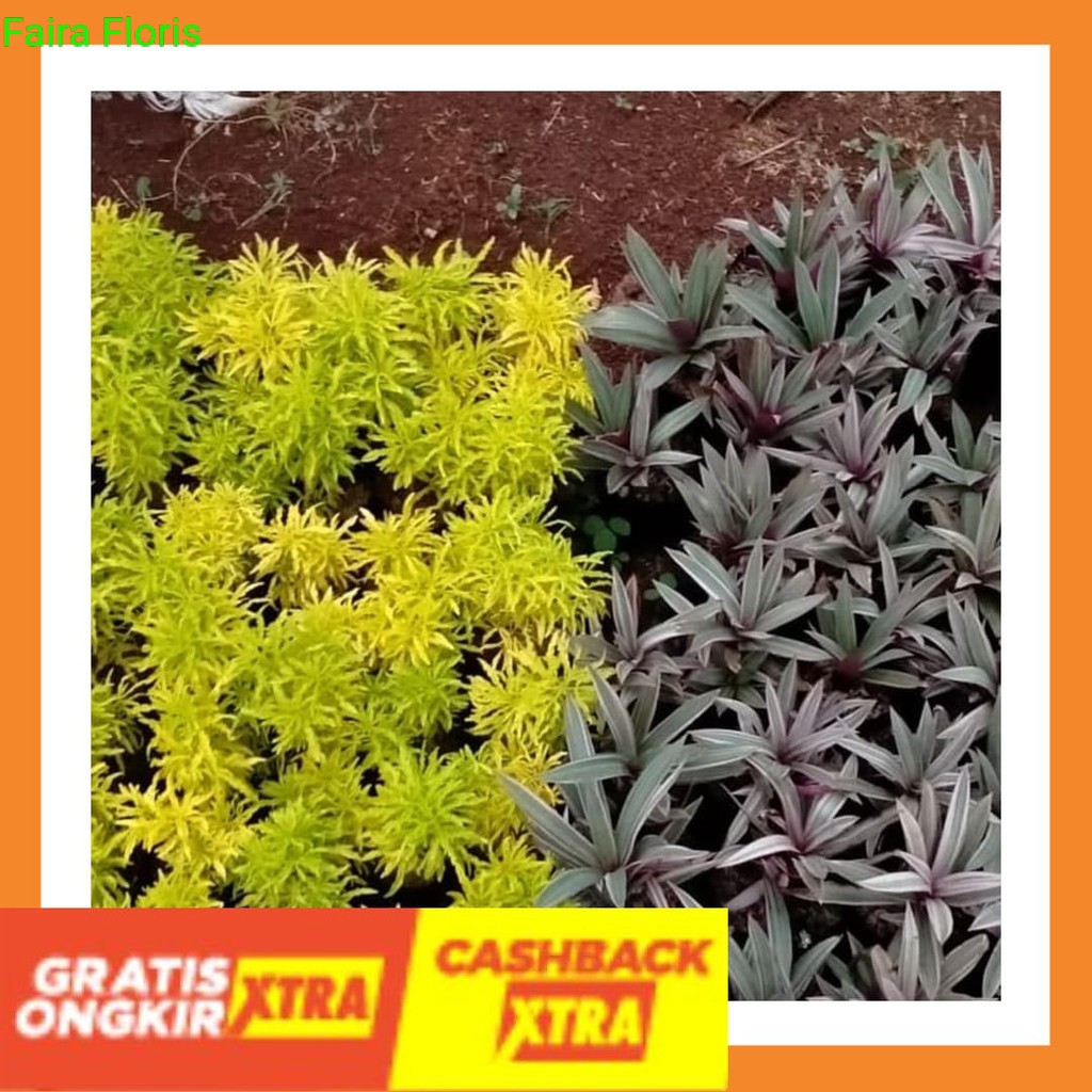 TERBARU BEST SELLER - Paket Promo Tanaman Hias Brokoli Kuning & Adam Hawa Variegata