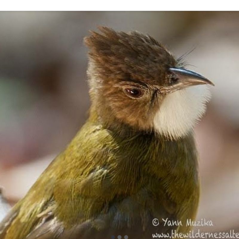 burung cucak jenggot jawa