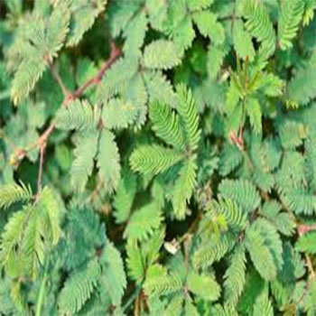 

DAUN PUTRI MALU herbal alami BERKAH STORE