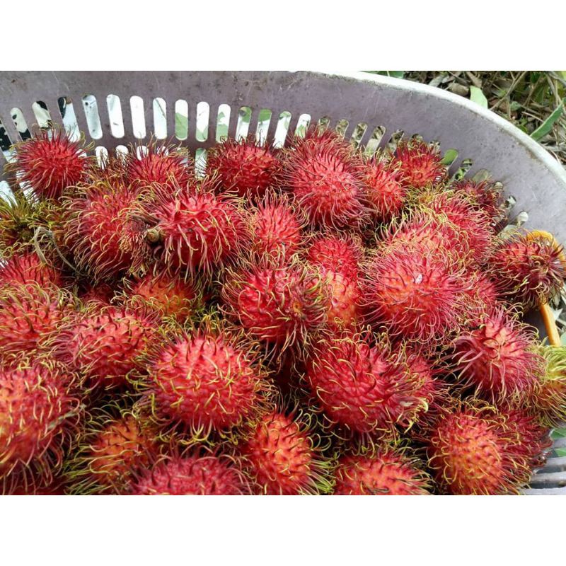 

Rambutan Asli Binjai Manis 1 kg