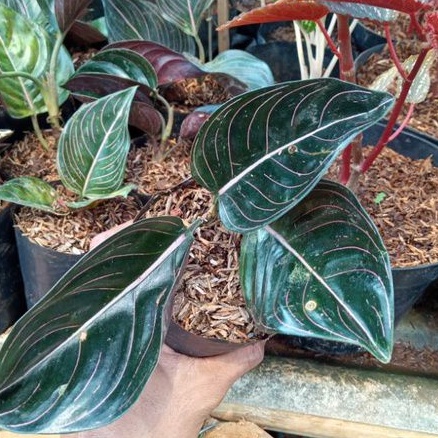 Tanaman Hias Rotundum Aceh/Rotundum Aceh