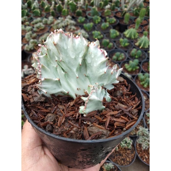 

kaktus eforbhia lactea putih