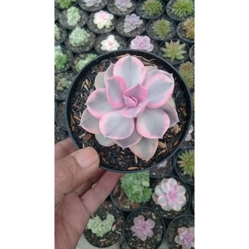 echeveria west rainbow