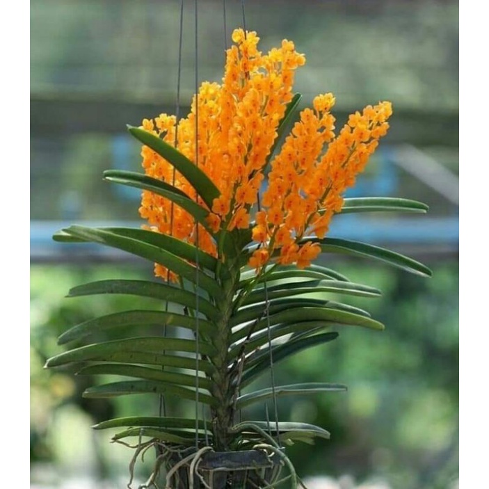 rumpun 3 Anggrek  vanda mini ascocentrum