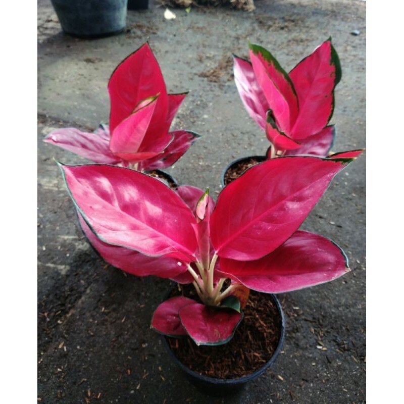 paket 3 bonggol aglonema suksom