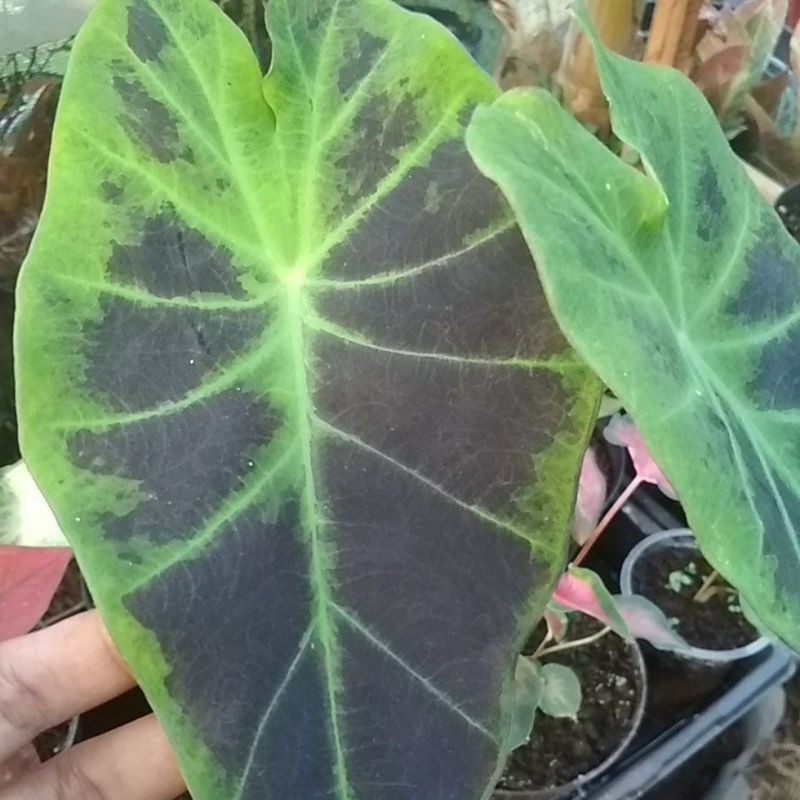 Keladi Black Magic Kaladium Hitam