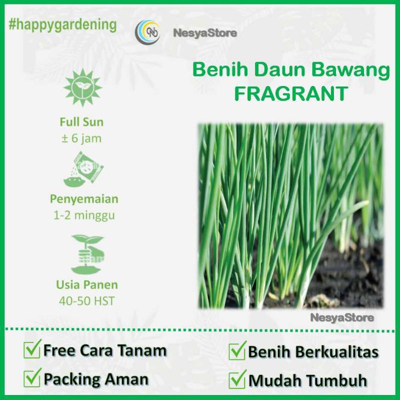 40 Benih Daun Bawang F1 Fragrant Sayuran Loncang Unggul Berkualitas - Bibit Tanaman Sayur Seribuan