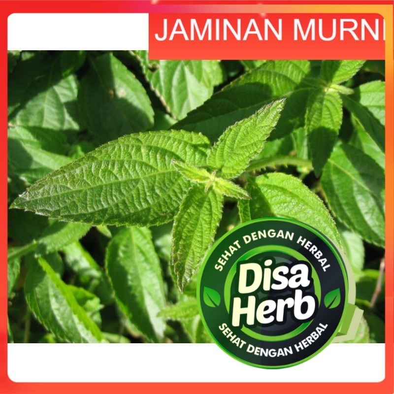 

DAUN TEMBELEKAN KERING 100 GRAM - Lantana Camara - MURNI - JSR - REMPAH