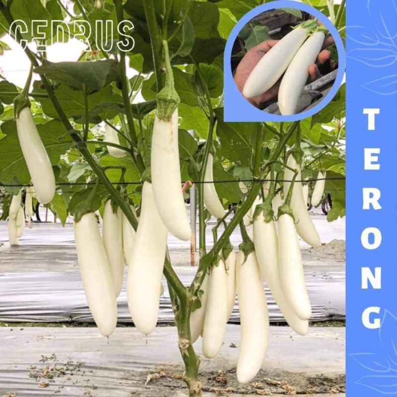 Benih TERONG PUTIH (isi-11) Kania F1 - Biji Bibit Sayur