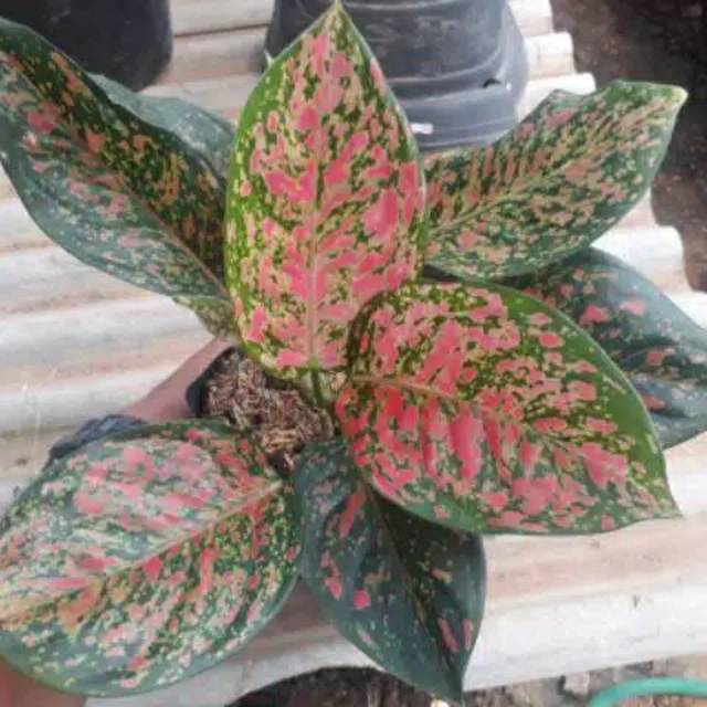 - aglonema venus - aglaonema Venus - aglaonema - aglonema - bibit aglaonema