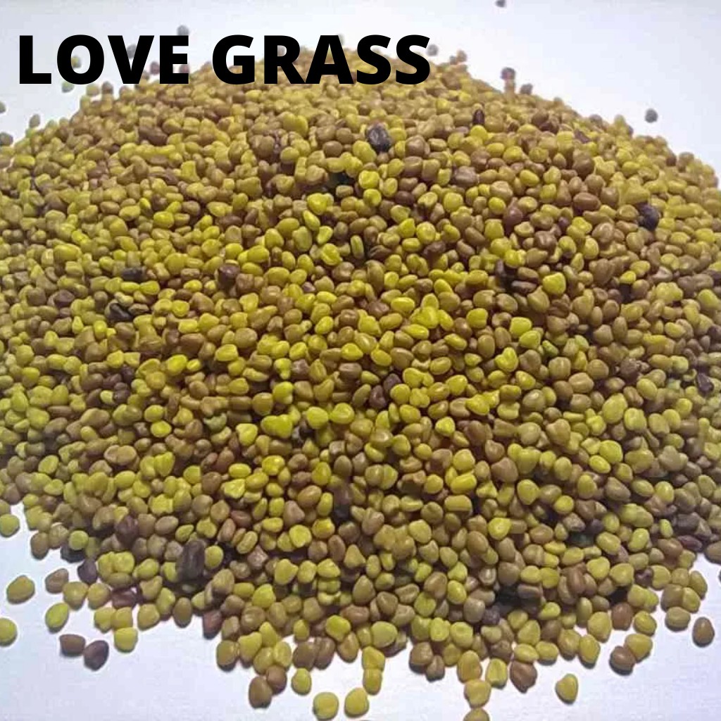 Carpet Seed Love Grass Bibit Benih Tanaman Aquascape / Tanaman Air / Love Grass Seed