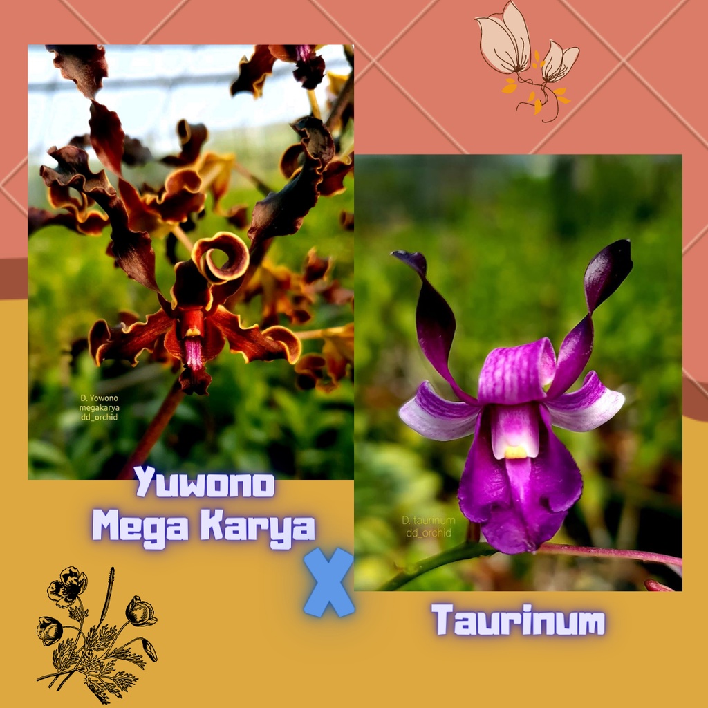 DD Orchid seedling Dendrobium Yuwono Mega Karya X Taurinum