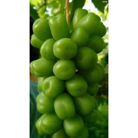 Bibit Anggur New Shine Muscat Valid