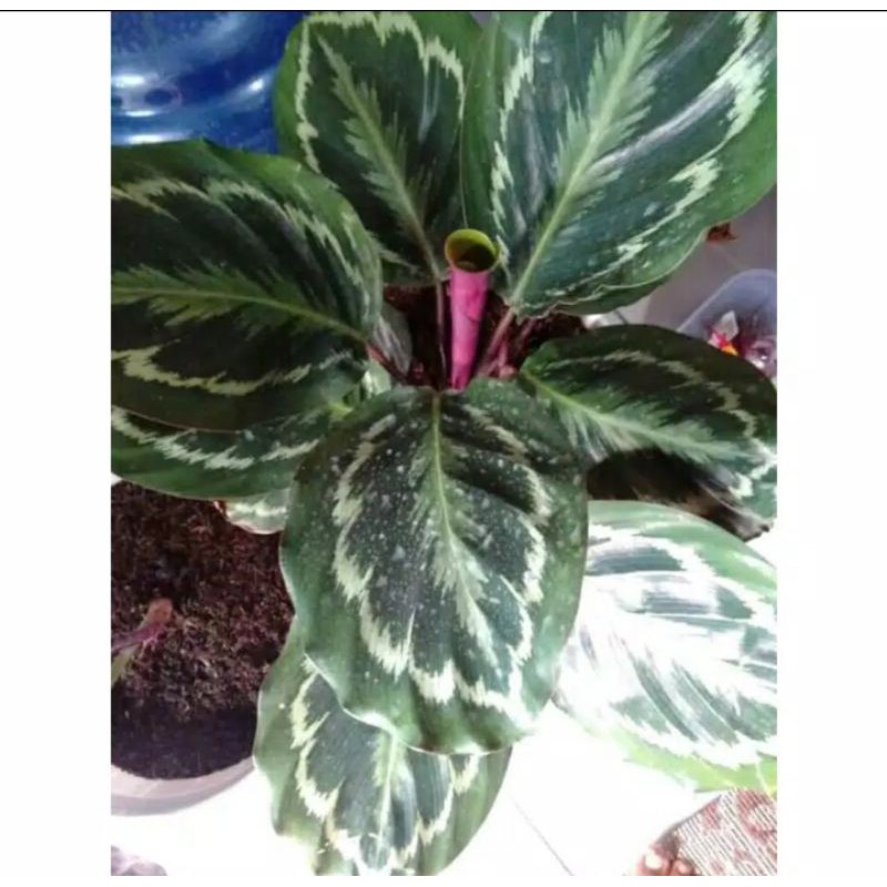 TANAMAN HIAS CALATHEA PICTURATA