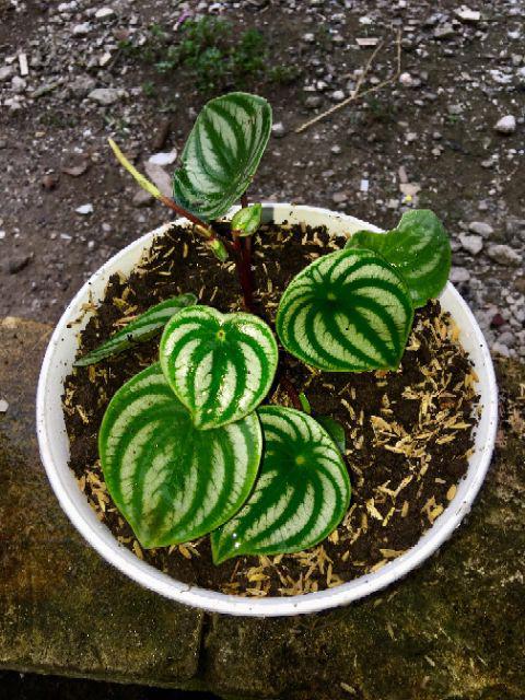 Tanaman Hias Peperomia Clusiifolia