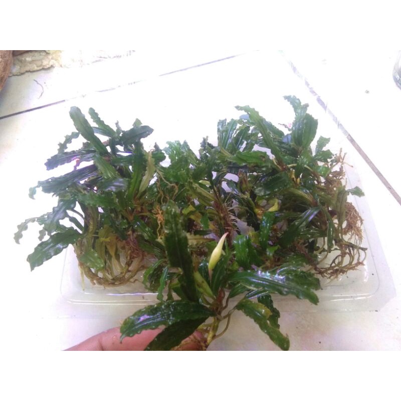 bucephalandra jenis velvet size medium