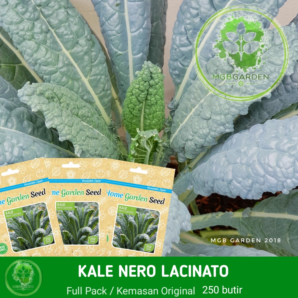BENIH/BIJI (BAKAL BIBIT) SAYURAN NERO LACINATO KALE HOME GARDEN SEED