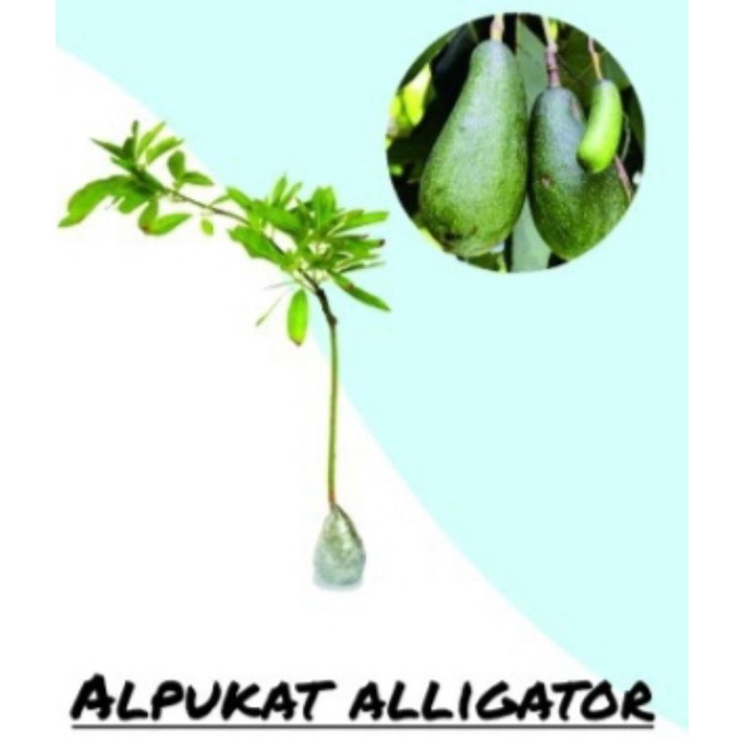Bibit alpukat aligator super genjah