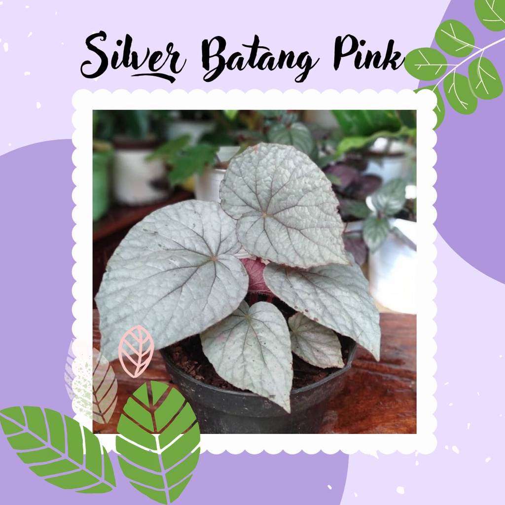 BEGONIA SILVER PINK SILVER BATANG PINK TANAMAN BUNGA BEGONIA SILVER BATANG PINK