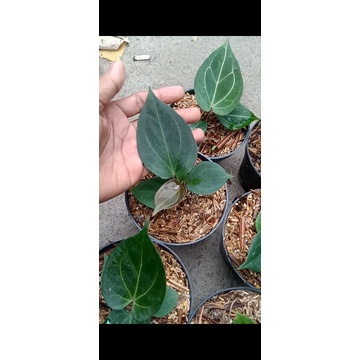 anthurium king of spades