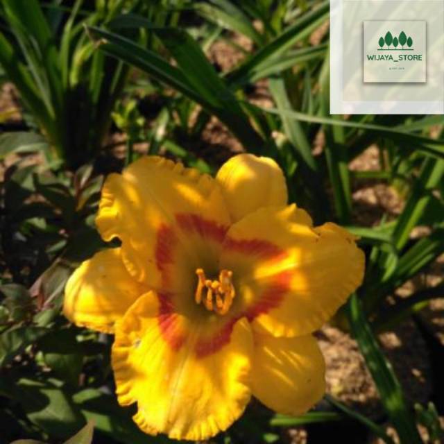 Tanaman hias lili paris kuning