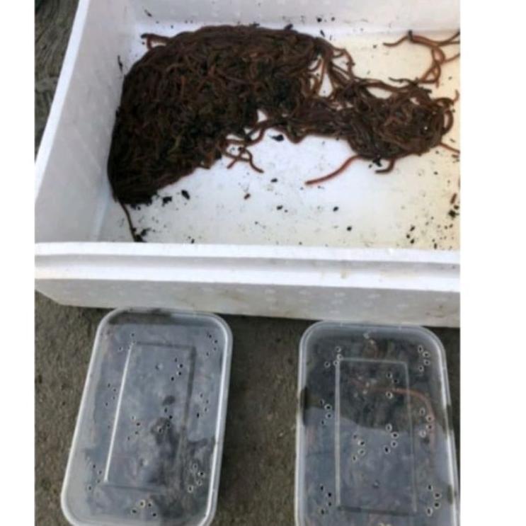 Hot Sell.. CACING LAUT CACING NAGA KHUSUS KEMASAN 1 KG (5 box )