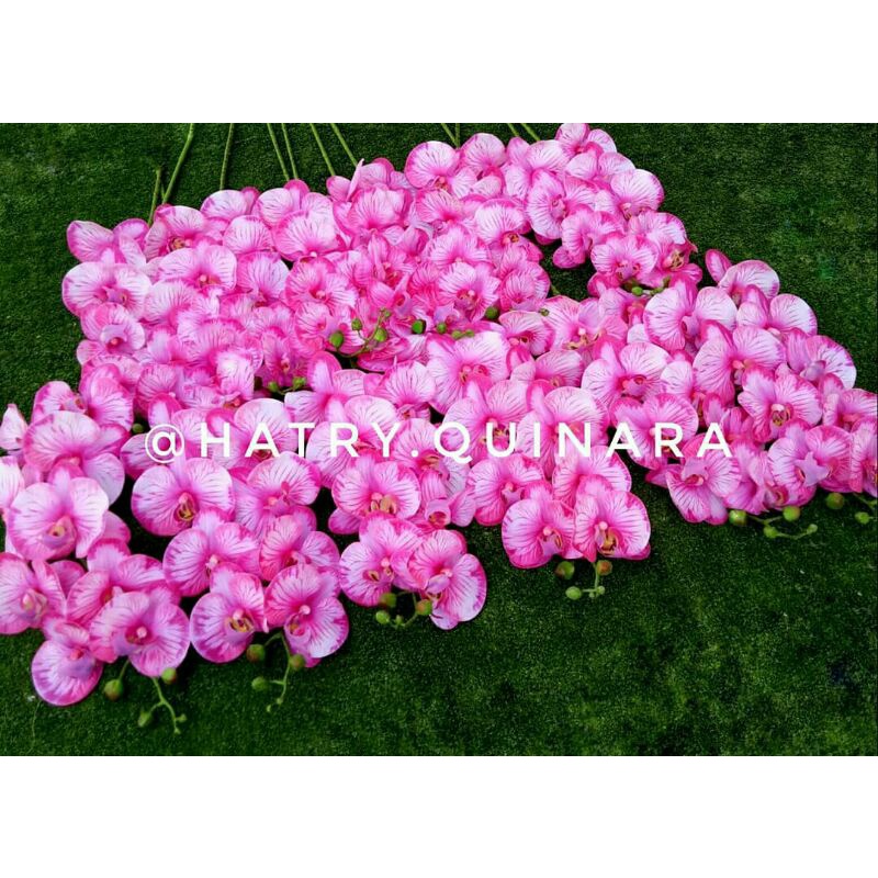 Anggrek Latex Jumbo super premium