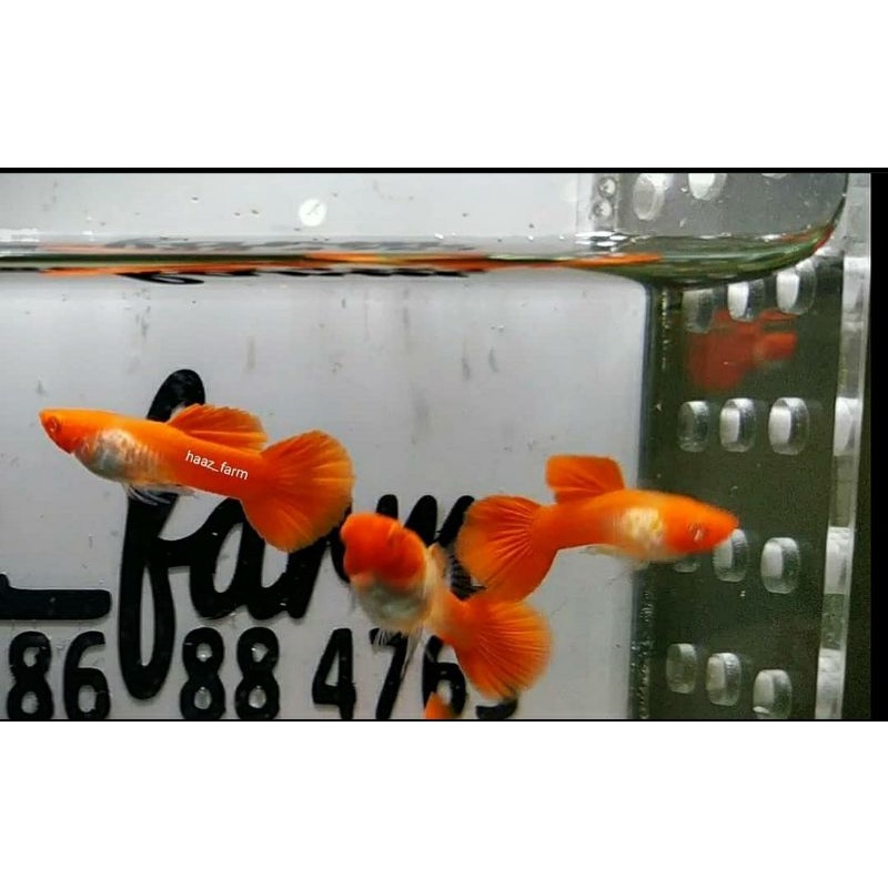 Albino Snake Skin Koi