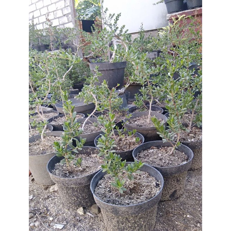 Bibit Santigi Karang Mawar