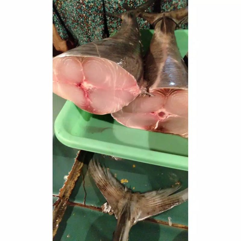

Ikan Tenggiri Segar
