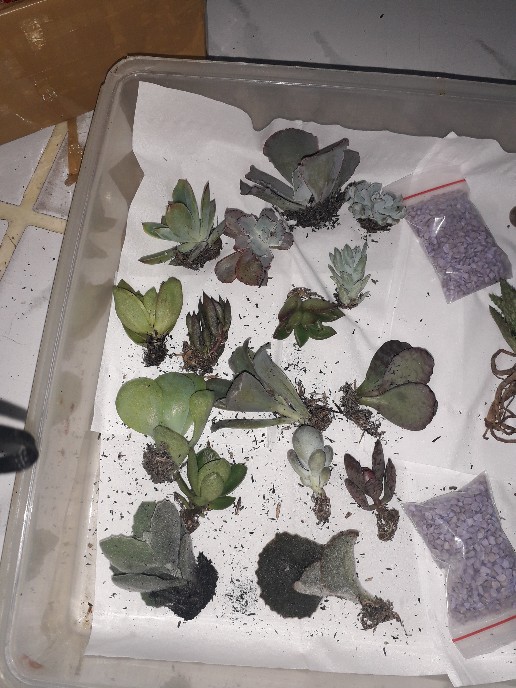 Sekulen Mini Isi 12 Pot