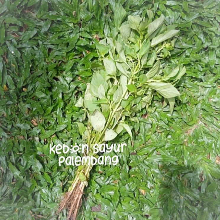 

sayur daun kemangi 1 ikat
