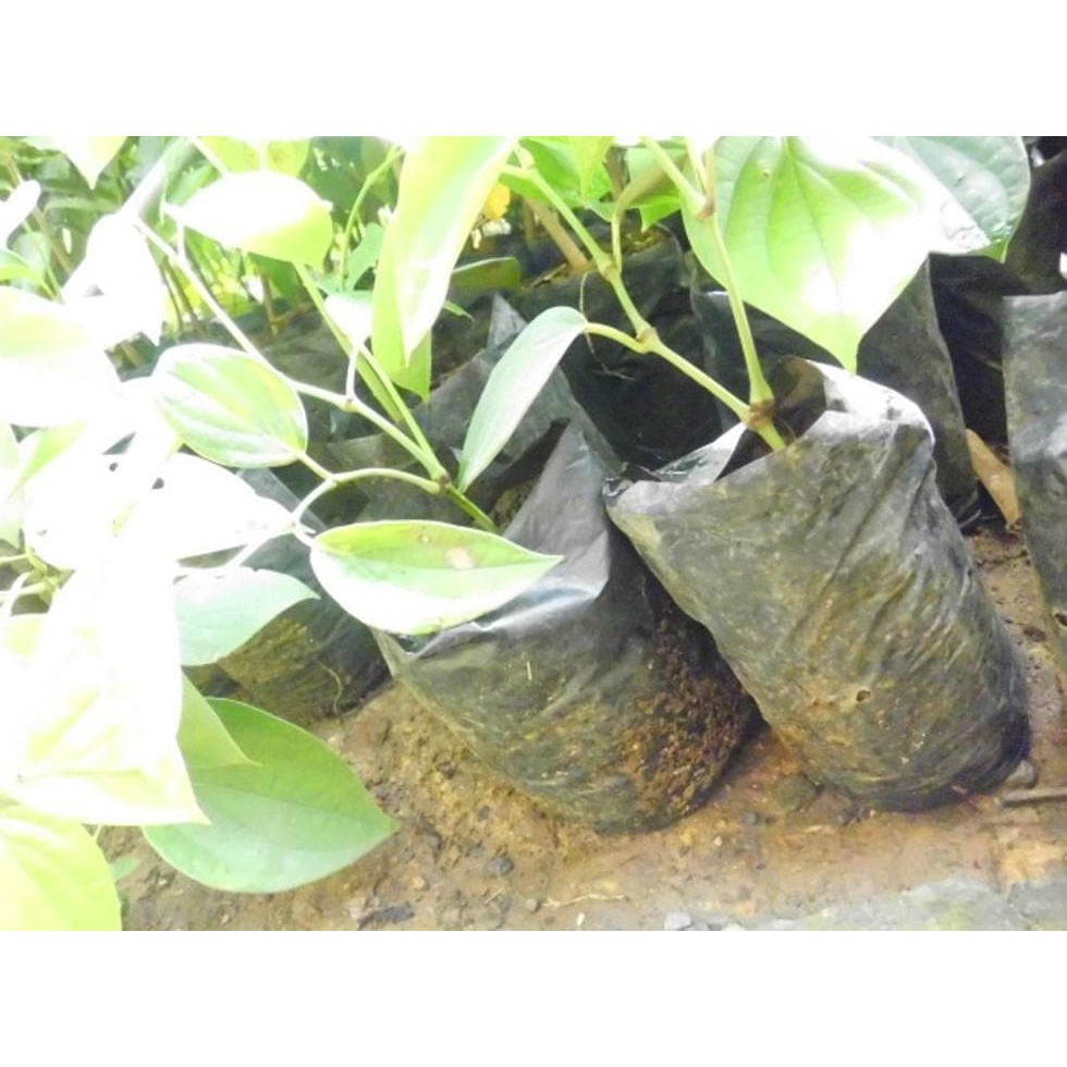 bibit lada perdu unggul siap tanam