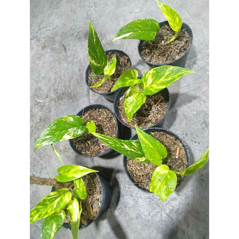 epipremnum var yellow / epip kujang