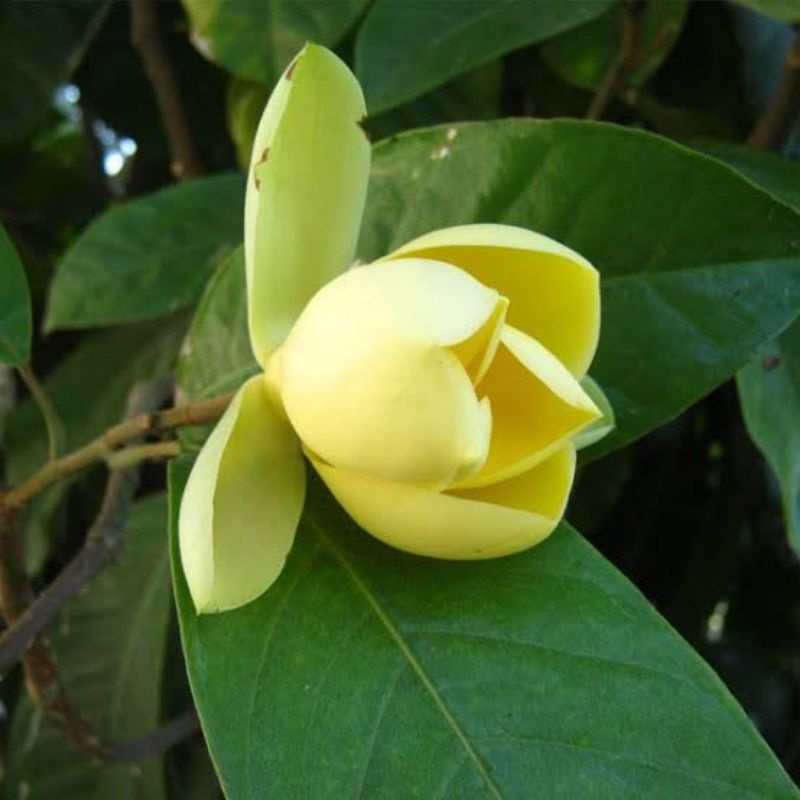 

Daun Bunga Cempaka Fres Segar Langsung Petik