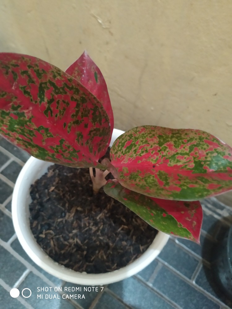 Promo Aglonema Red Stardust Murah  (red Stardust)