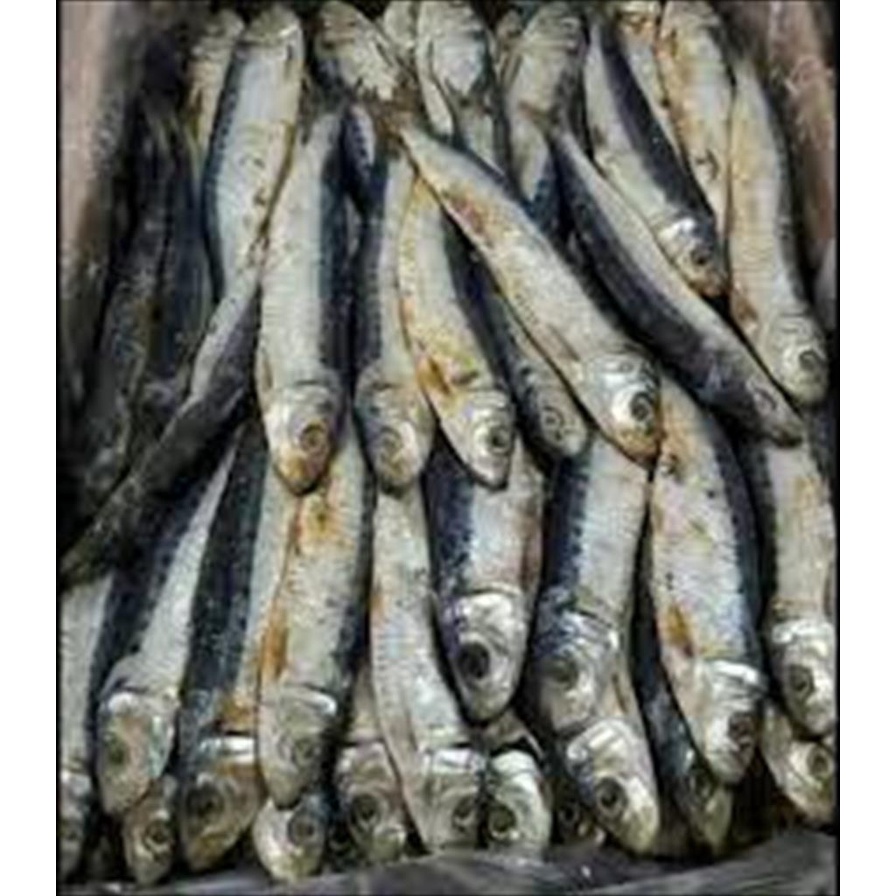 

Ikan Japuh 100 Gram