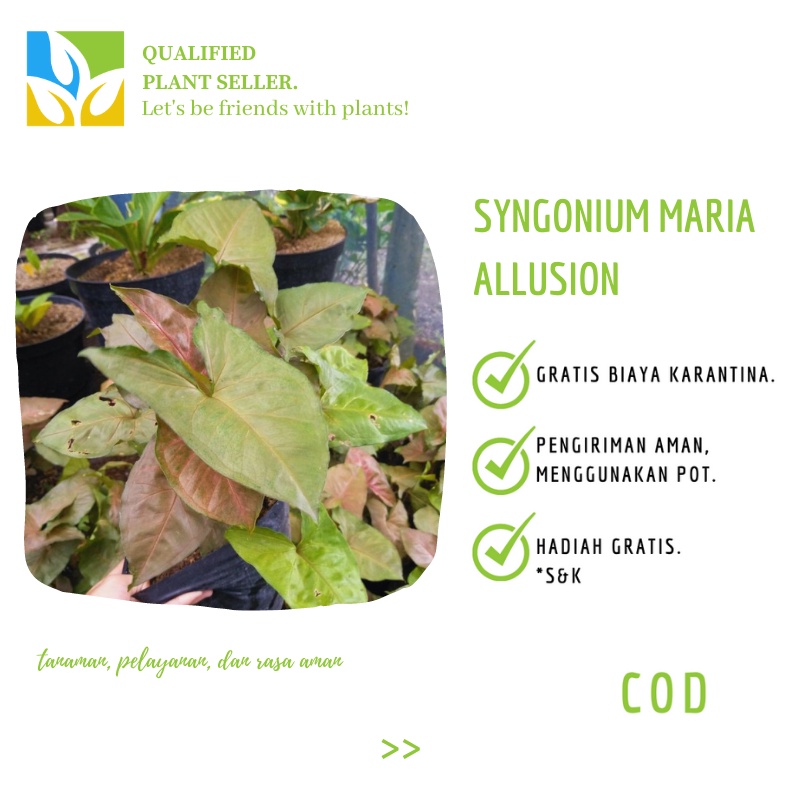 Tanaman Hias Singonium Maria Allusion Merah