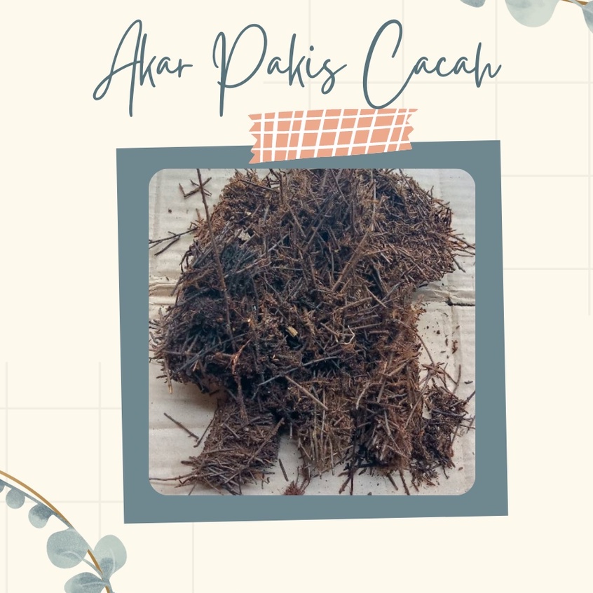 Jual Media Tanam Akar Pakis Cacah Media Tanam Akar Pakis Cacah Media Steril Siap Pakai Akar Pakis Ca