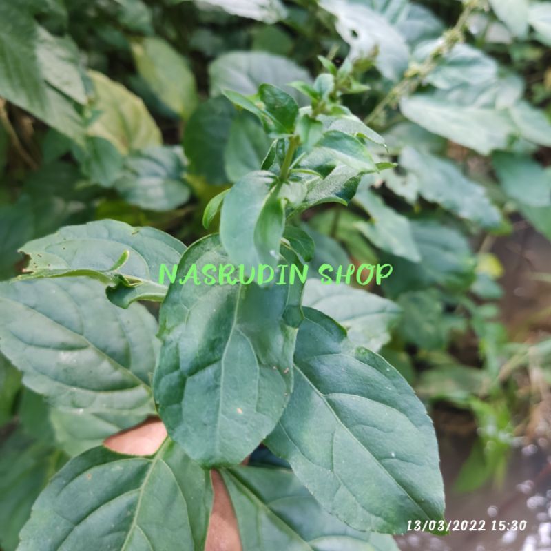 Jual Bibit Selasih 10 Pohon Selasih Mekah Ocimum Gratissimu Daun